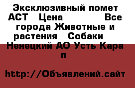 Эксклюзивный помет АСТ › Цена ­ 30 000 - Все города Животные и растения » Собаки   . Ненецкий АО,Усть-Кара п.